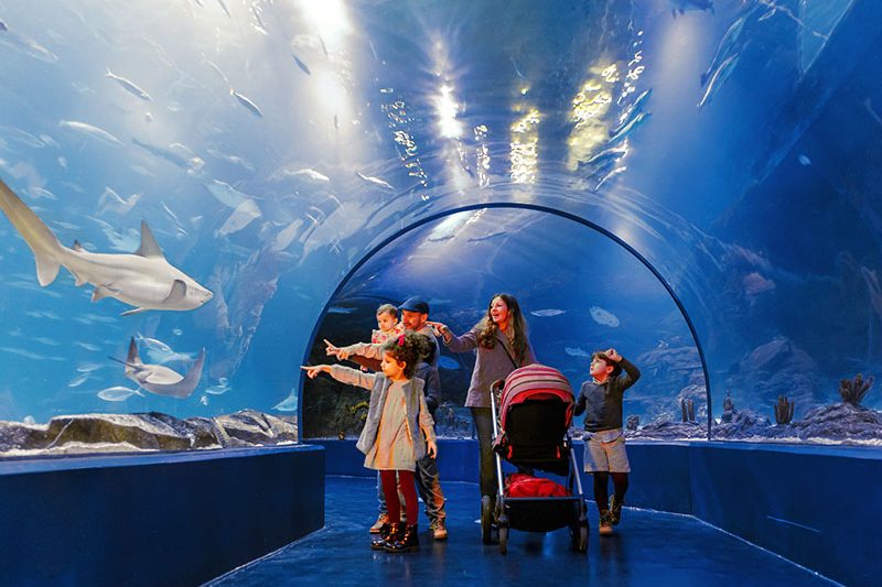 Teléfono del Zoo Aquarium de Madrid: contacto, horarios, entradas y atención al visitante